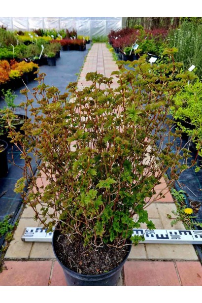 Калина звичайна Нанум  - 7,5/вис.55-70см/Ø45-55см